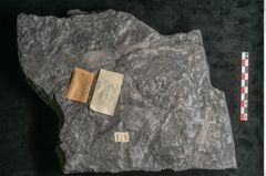 Foto (Detailansicht) von Lepidodendron veltheimiamum Sternbg. (NHMW-GEO-2024-0188-11035)